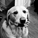 99px.ru аватар Собака держит в пасти сухой корм в виде косточек