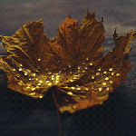 Аватар Осенний лист с каплями росы