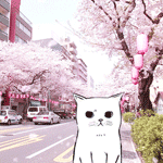 99px.ru аватар Белый котик под падающими лепестками сакуры на улице Японии