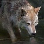 99px.ru аватар Волк у водоема