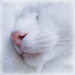 99px.ru аватар Мордочка белой кошки