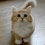 99px.ru аватар Пушистый рыжий с белым котенок крутится