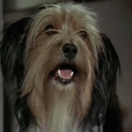 99px.ru аватар Собака поднимает ушки, фильм Mary Poppins / Мэри Поппинс