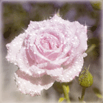 99px.ru аватар Красивая розовая роза