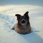 Аватар Собака лежит на снегу