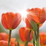 Аватар Оранжевые тюльпаны в солнечных лучах