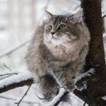 99px.ru аватар Cерый кот на заснеженной ветке, фотограф Irina Prikhodko