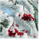 99px.ru аватар Заснеженные гроздья рябины