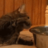 99px.ru аватар Кот из миски лапой берет воду