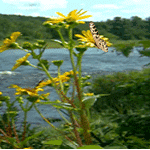 99px.ru аватар Цветы у реки покачиваются от ветра, на цветах бабочка