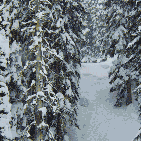 99px.ru аватар Медленно падающий снег в лесу