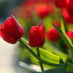 99px.ru аватар Красные тюльпаны на размытом фоне