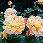 99px.ru аватар Персиковые кустовые розы с бутонами, фотограф Atsushi Tsuchiya