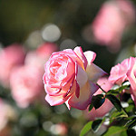 99px.ru аватар Розовые розы на размытом фоне
