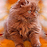 99px.ru аватар Красивый котенок моргает глазками