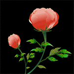 99px.ru аватар Раскрывающиеся розовые цветы на черном фоне