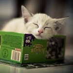 99px.ru аватар Белый котенок спит на коробке