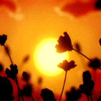 99px.ru аватар Цветы колышутся от ветра на фоне заката