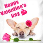 Аватар Собака лежит возле розовой розы (Happy Valentines Day)