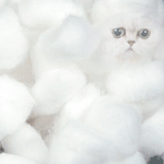 99px.ru аватар Горка ватных тампонов, в которой мерещатся моргающие белые котята