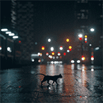 Аватар Кошка идет по пешеходному переходу, посреди улицы после дождя. в ночном городе
