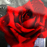 99px.ru аватар Красная роза за стеклом в каплях дождя