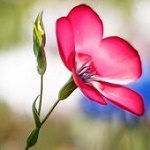 Аватар Розовый цветок на размытом фоне