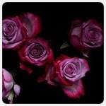 Аватар Бордовые с розовым розы на черном фоне, by Alexandru Guja