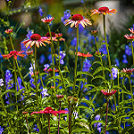 99px.ru аватар Голубые цветы и эхинация, фотограф Carol Von Canon