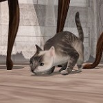 Аватар Крадущийся на полу кот, by Strawberry Singh