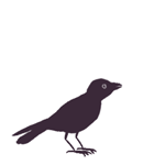 99px.ru аватар Черная ворона на белом фоне