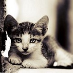 Аватар Маленький котенок лежит на земле, фотограф Essa Al Mazroee