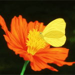 99px.ru аватар Желтая бабочка сидит на оранжевом маке