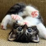 Аватар Котенок смотрит на нас вверх ногами