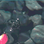 99px.ru аватар Очень нежный цветок плюмерии падает в живую воду