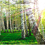 99px.ru аватар Искрящееся весеннее солнышко освещает березовую рощу и молодую зеленую травку