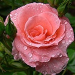 99px.ru аватар Розовая роза с каплями росы