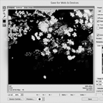 99px.ru аватар Открытое окно анимации в фотошопе, где изображены падающие лепестки сакуры