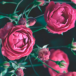 99px.ru аватар Три розовые розы