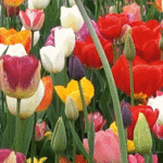 99px.ru аватар Колышущиеся разного цвета тюльпаны