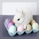 Аватар Крольчонок сидит на разноцветных яйцах