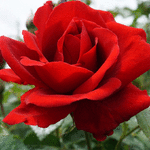 99px.ru аватар Красная роза крупным планом