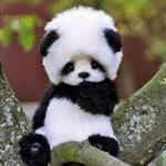 99px.ru аватар Милая маленькая панда сидит на дереве