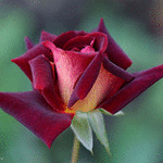 99px.ru аватар Бордовая роза крупным планом