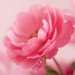 99px.ru аватар Розовая роза крупным планом