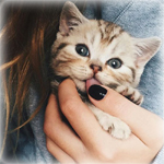99px.ru аватар Полосатый котенок в руке у девушки
