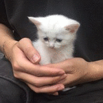 Аватар В руках парня белый котенок