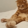 99px.ru аватар Рыжий кот следит за своим хвостом