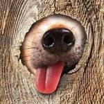 99px.ru аватар В отверстие забора пес высунул нос и показывает язык