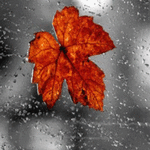 99px.ru аватар Осенний листик на дождливом фоне, автор liora